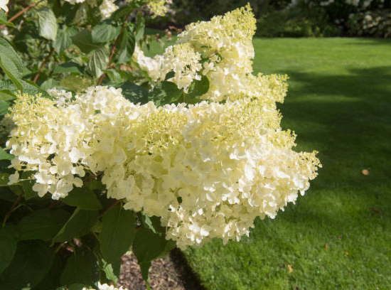 Hortensia paniculé 'Phantom'