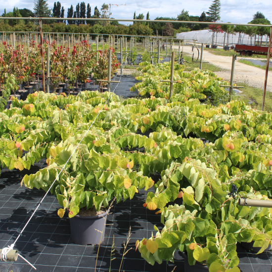 Gainier du Canada 'The rising sun'