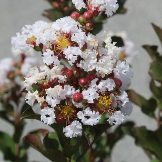 Lilas des indes 'Papillons blancs'