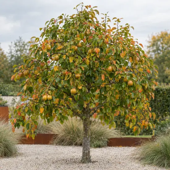 Poirier 'Nashi' (Pyrus pyrifolia) — arbre fruitier isolé portant de nombreux fruits ronds