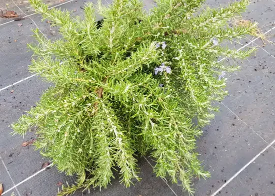 Romarin 'Pointe du raz' (Rosmarinus officinalis) — touffe dense avec fins rameaux et petites fleurs · Pot 3L Touffe