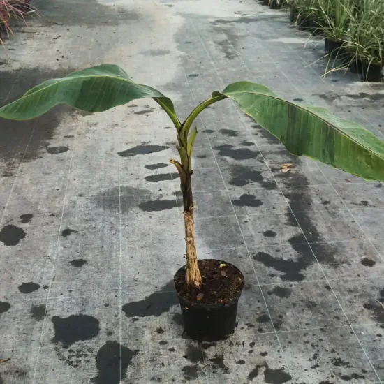 Bananier du sikkim 'Darjeeling' (Musa sikkimensis) — jeune plant élancé en pot noir sur dalle · Pot 6L