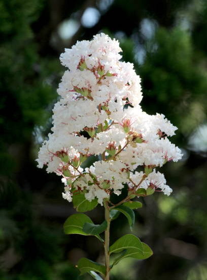 Lilas des indes 'Enduring white'