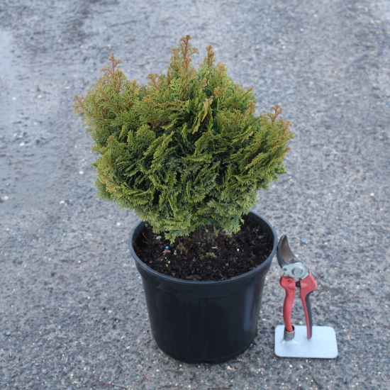Cyprès du japon 'Nana gracilis'