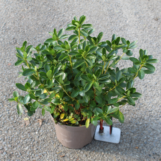 Azalée japonaise 'Schneewittchen blanc'