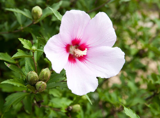 Rose de Chine ou Ketmie