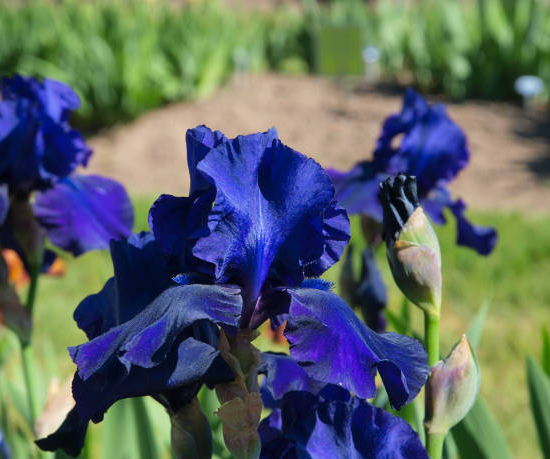 Iris d'allemagne 'Before the storm bleu'
