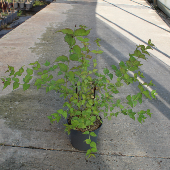 Arbre aux faisans 'Purple rain'