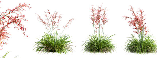 Yucca rouge
