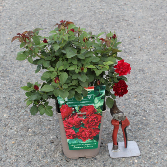 Rosier 'Hommage a barbara '