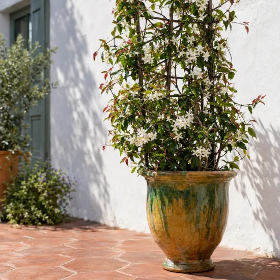 Jasmin étoilé 'Wilsonii' (Trachelospermum jasminoides) — plante grimpante fleurie en grand pot vernissé sur terrasse · Photo d'illustration