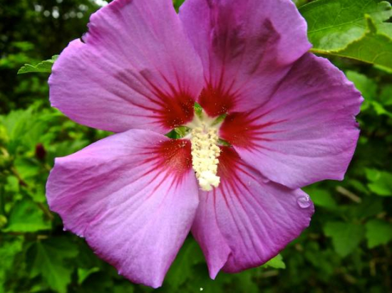 Althéa 'Walberton's ® rose moon walhirosmo'