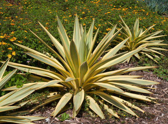 Yucca glorias