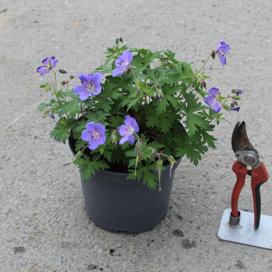 Pélargonium 'Johnson s blue'