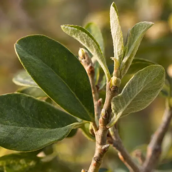 Magnolia 'George henry kern' — gros plan sur tiges et feuilles ovales