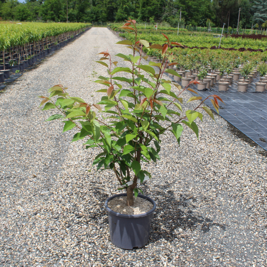 Cerisier du japon 'Kanzan'