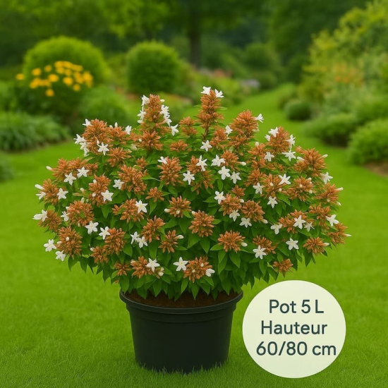 Abelia à grandes fleurs