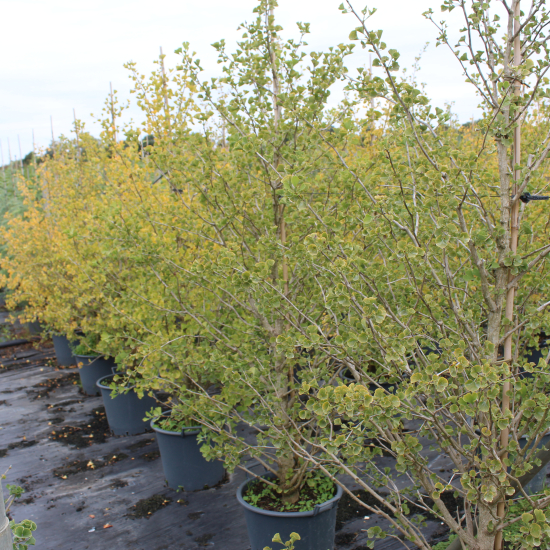 Arbre aux quarante écus 'Fastigiata blagon'