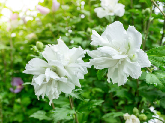 Althéa 'White chiffon'