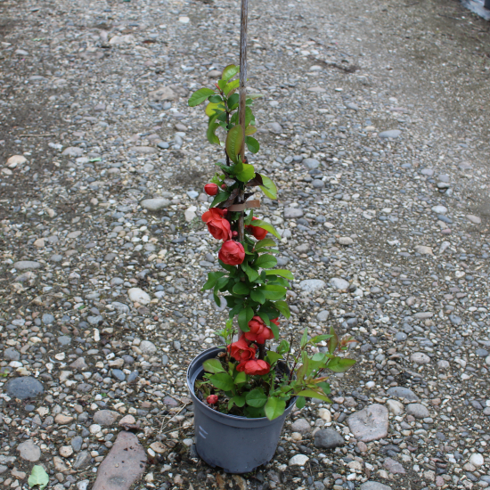 Cognassier à fleurs 'Mango storm'