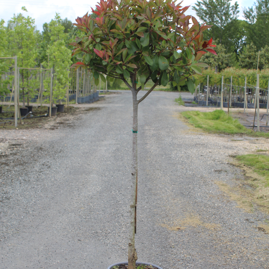 Photinia 'Red robin'