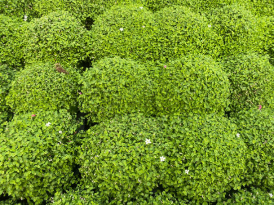 Pittospore 'Golf ball'