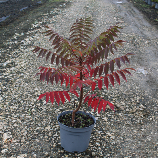 Sumac de virginie