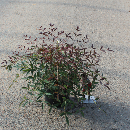 Bambou sacré 'Flirt murasaki'