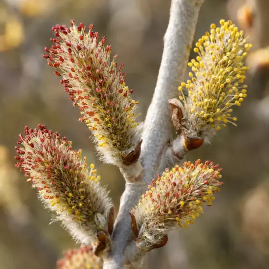Saule crevette 'Iceberg alley' (Salix candida) — chatons dressés bicolores sur branche nue