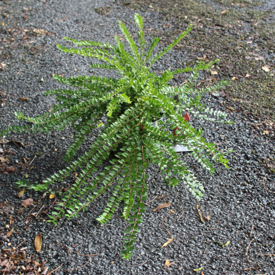 Chèvrefeuille arbustif 'maigrün'