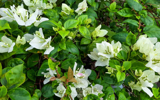 Bougainvillée glabra trep. blanc