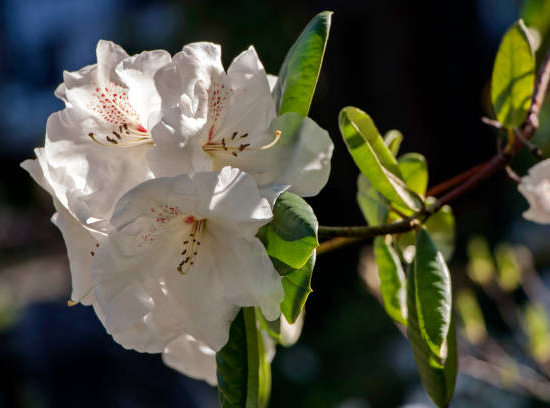 Azalée japonaise 'Ivory blanc'