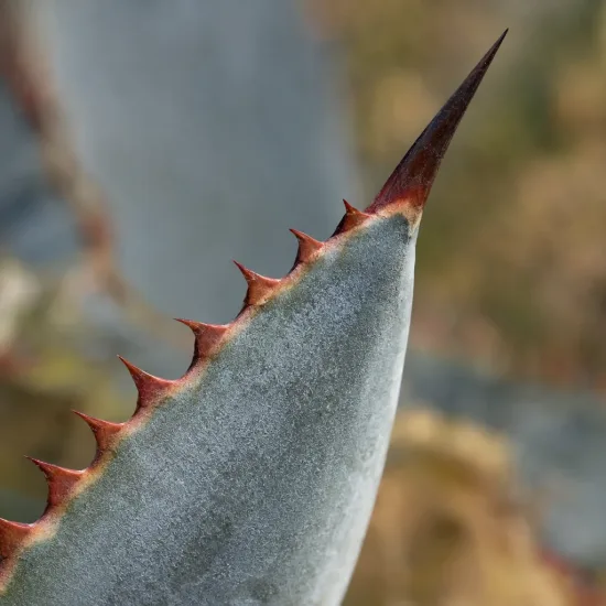 Agave de parry 'Truncata red horn' (Agave parryi) — gros plan sur feuille épaisse à épines rouges · Photo d'illustration