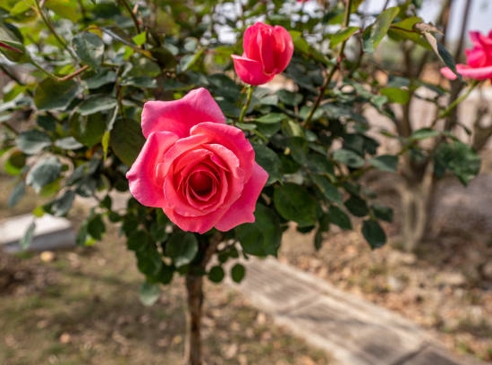 Grand rosier