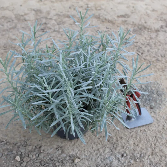 Lavande 'Edelweiss' (Lavandula angustifolia) — jeune plant gris vert en pot sur sol nu · Pot 2L