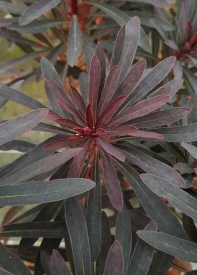 Euphorbe 'Miners merlot'