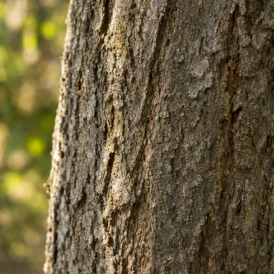 Ostrya (Ostrya carpinifolia) — gros plan sur écorce d’arbre · Photo d'illustration