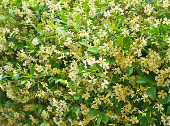 Jasmin étoilé jaune 'Mandaianum'
