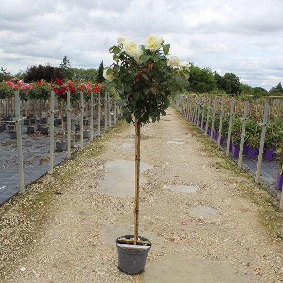 Rosier 'Jeanne moreau '