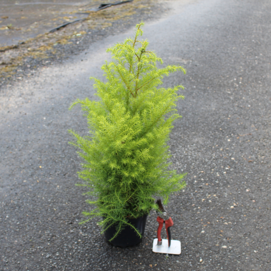 Cèdre du japon 'Elegans viridis'