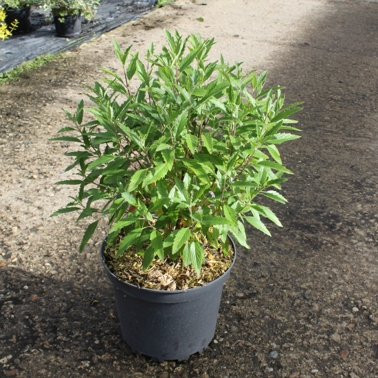 Caryopteris Grand Bleu