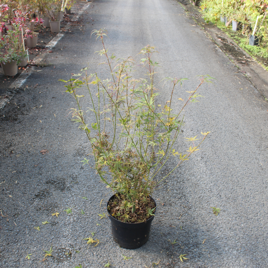 Érable du japon 'Jerre schwartz'