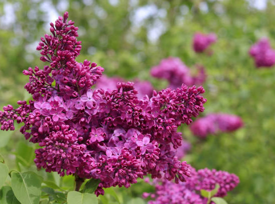 Lilas commun 'Prince wolkonsky rg'