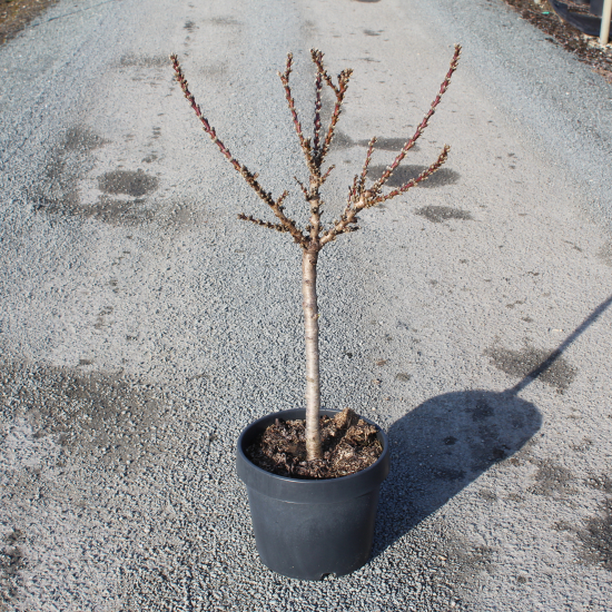 Pêcher nain 'Garden beauty'