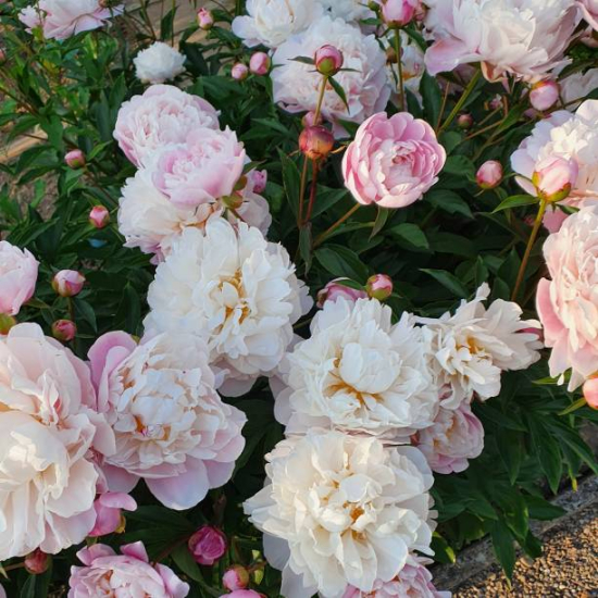 Pivoine 'Catharina fontyn rose tendre'