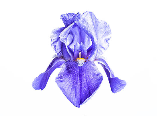 Iris d'allemagne 'Blue shimmer bleu'