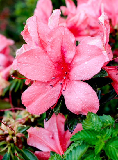 Azalée japonaise 'Princess saumone'