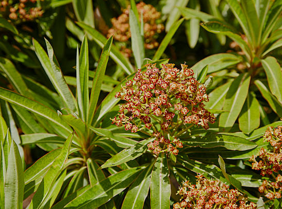 Euphorbe mellifère