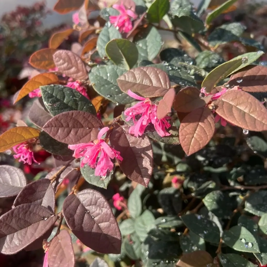Loropétale de chine 'Pipa s red'