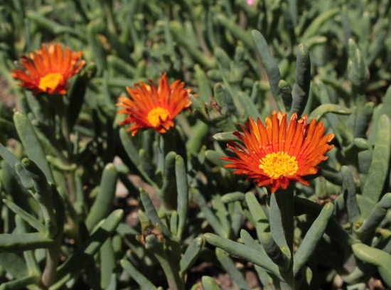 Lampranthus aurantiacus, Ficoïde orange